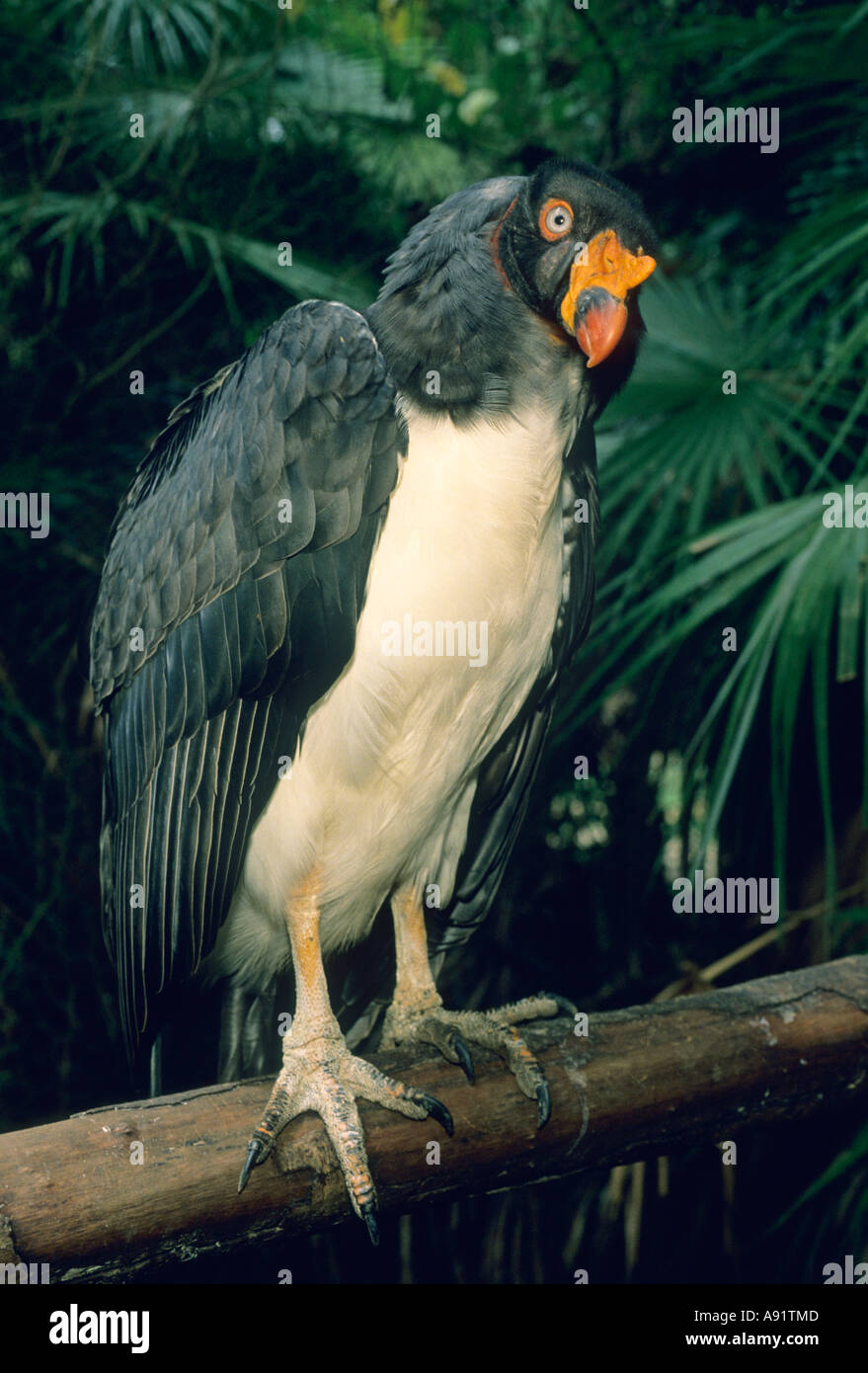 King Vulture (Sarcoramphus papa) Captive,  BELIZE ZOO Stock Photo