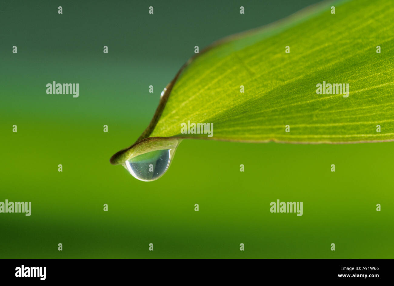 Water droplet on leaf Stock Photo - Alamy