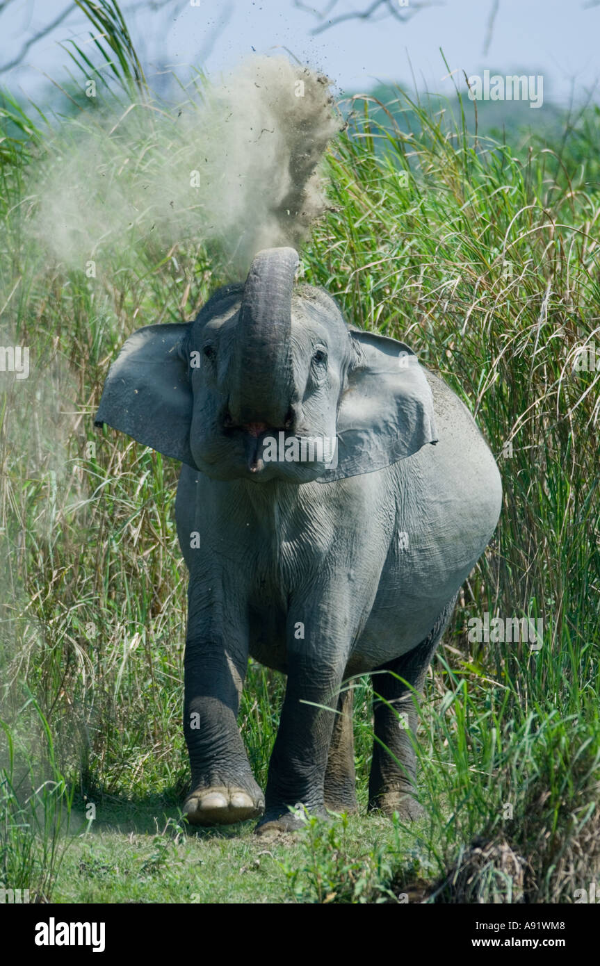 Asian Elephant taking dust bath (Elephas maximus) Kaziranga National Park Assam State INDIA Stock Photo