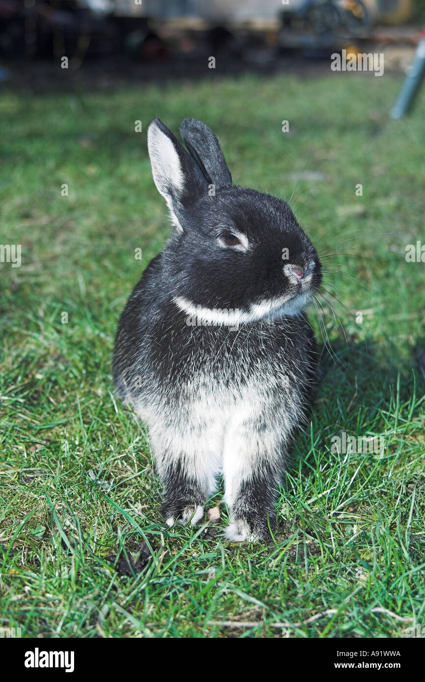 Netherland dwarf rabbit grass hires stock photography and images Alamy