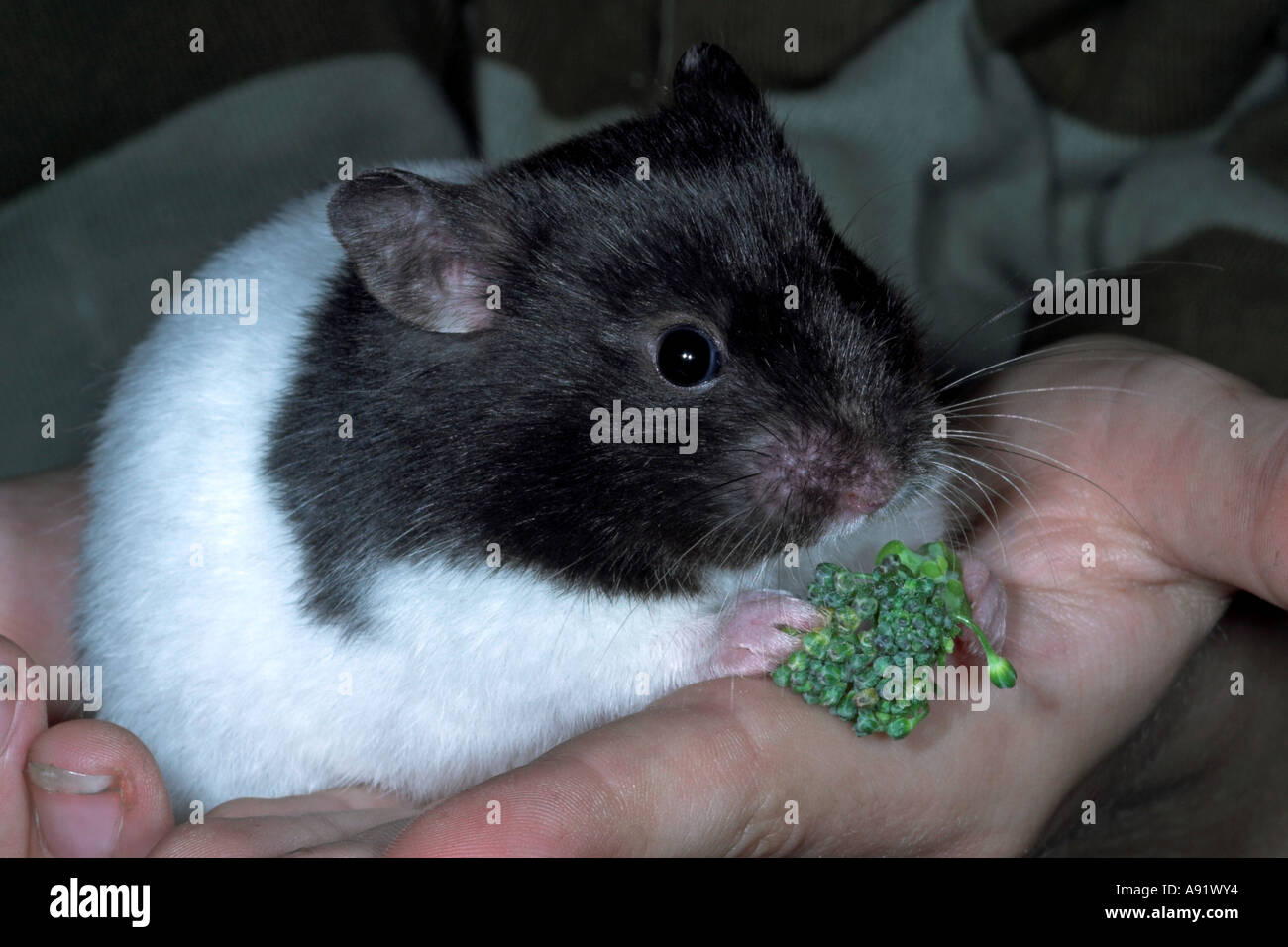 Pet Syrian hamster sitting on hand eating broccoli Stock Photo Alamy