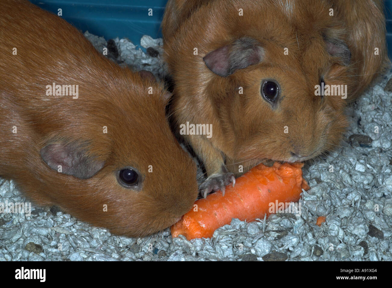 View of Pet guinea pigs eating carrot Stock Photo - Alamy