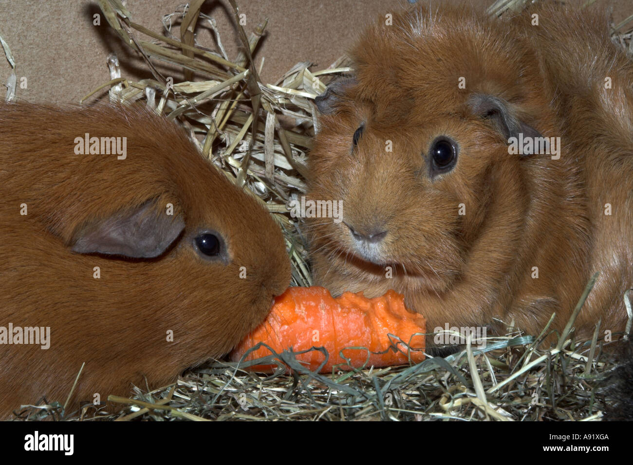 Image showcasing Guinea pig eating carrot hi-res stock photography and images - Alamy