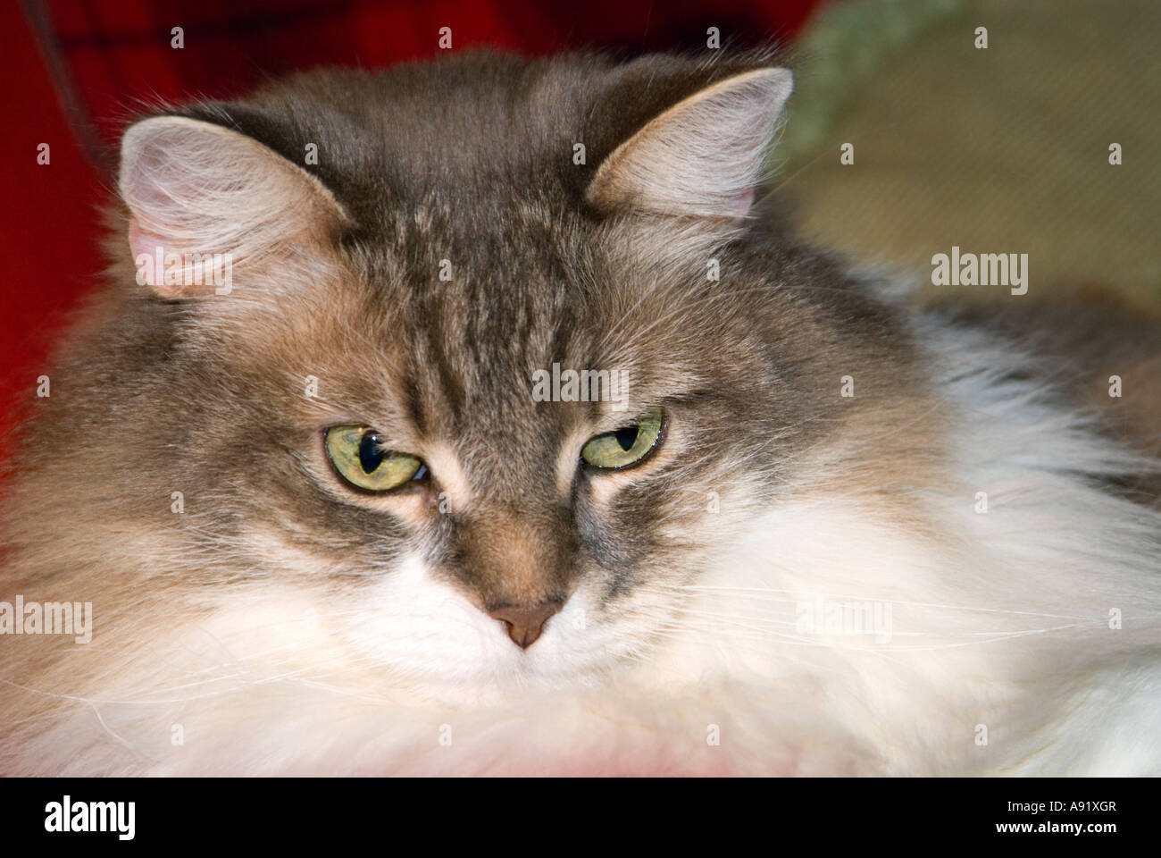 Miss Nibs 2 Stock Photo Alamy