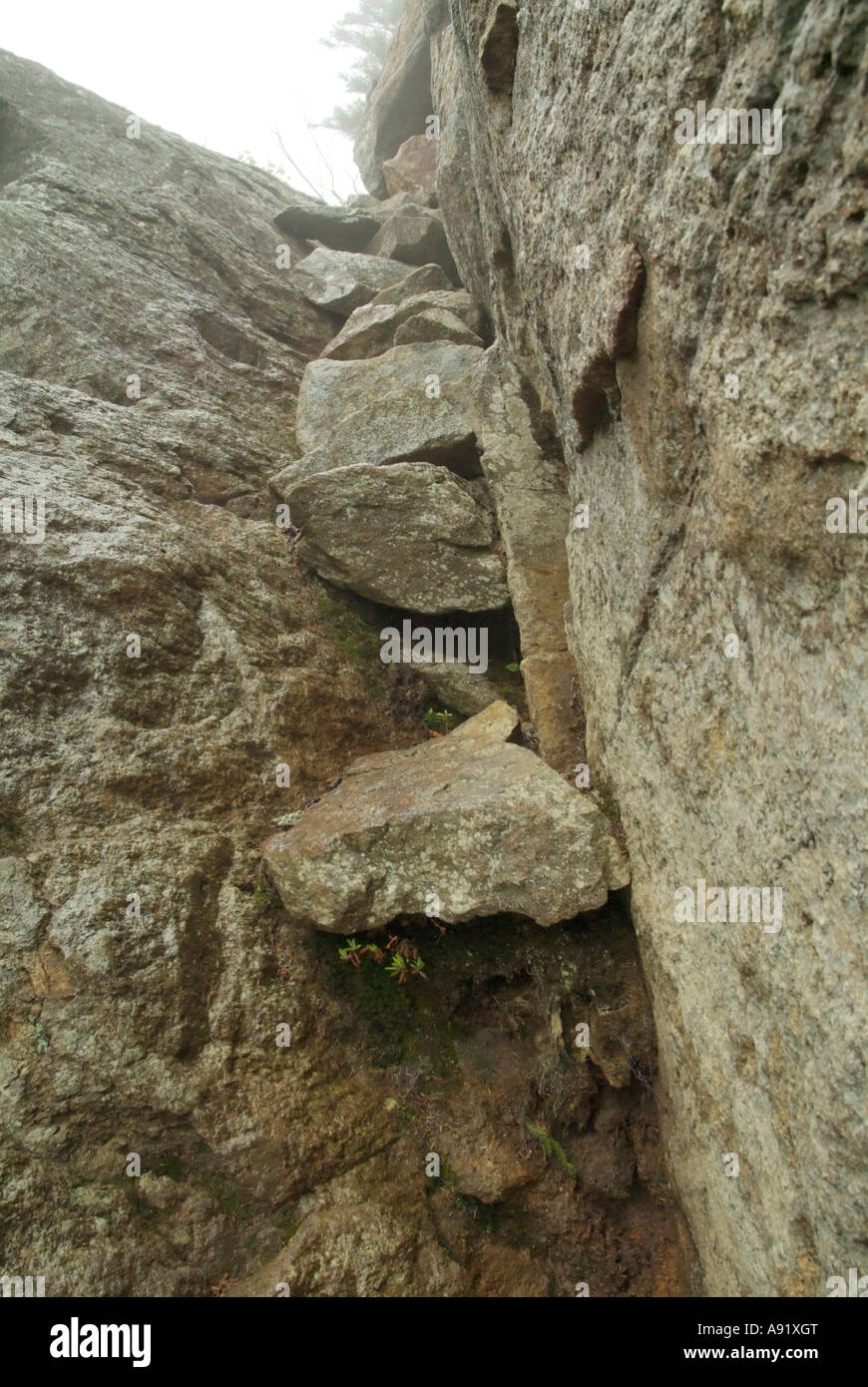 Wildcat Ridge Appalachian Trail- Wildcat Ridge Trail in rainy and foggy conditions ...