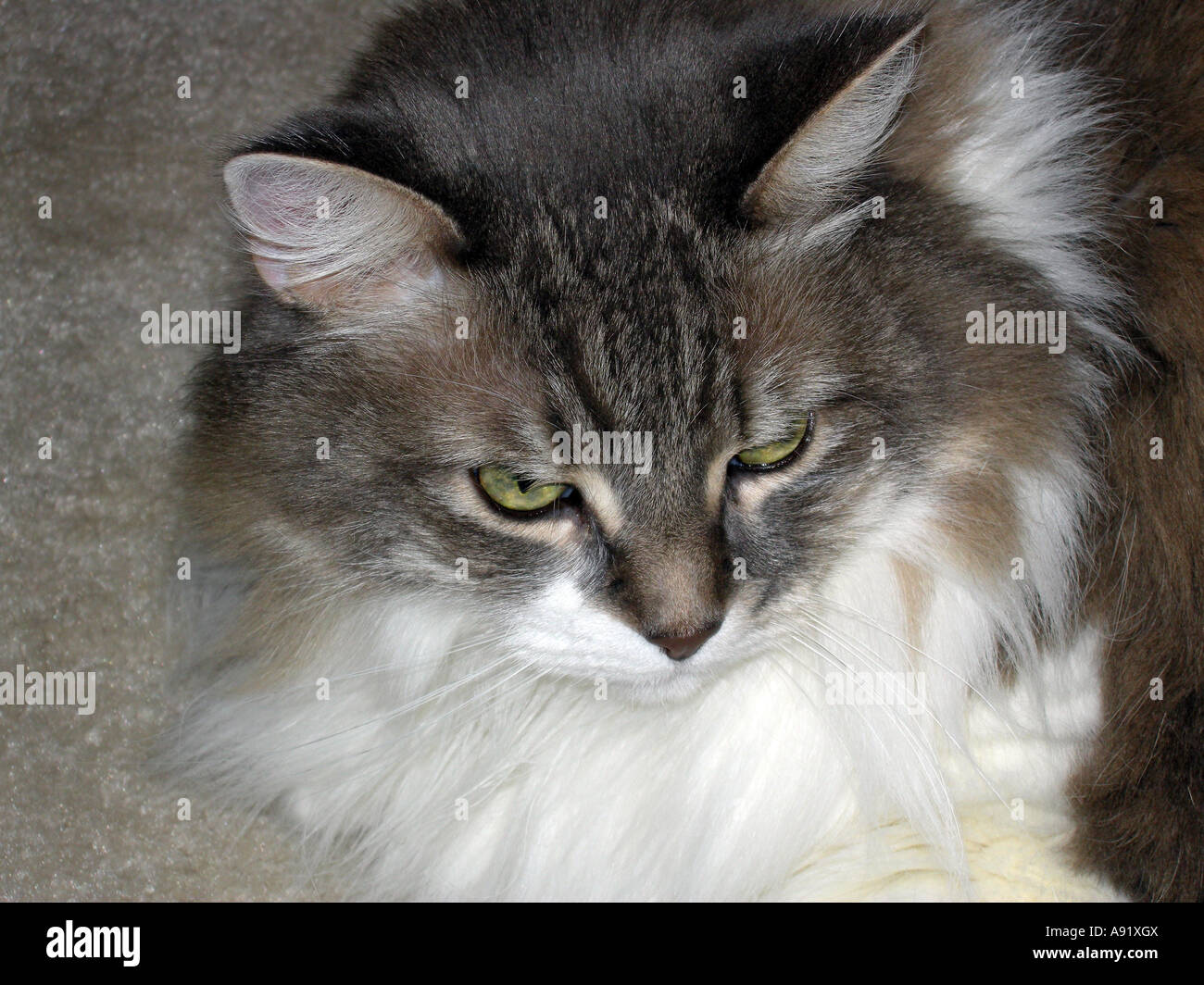 Miss Nibs 3 Stock Photo Alamy