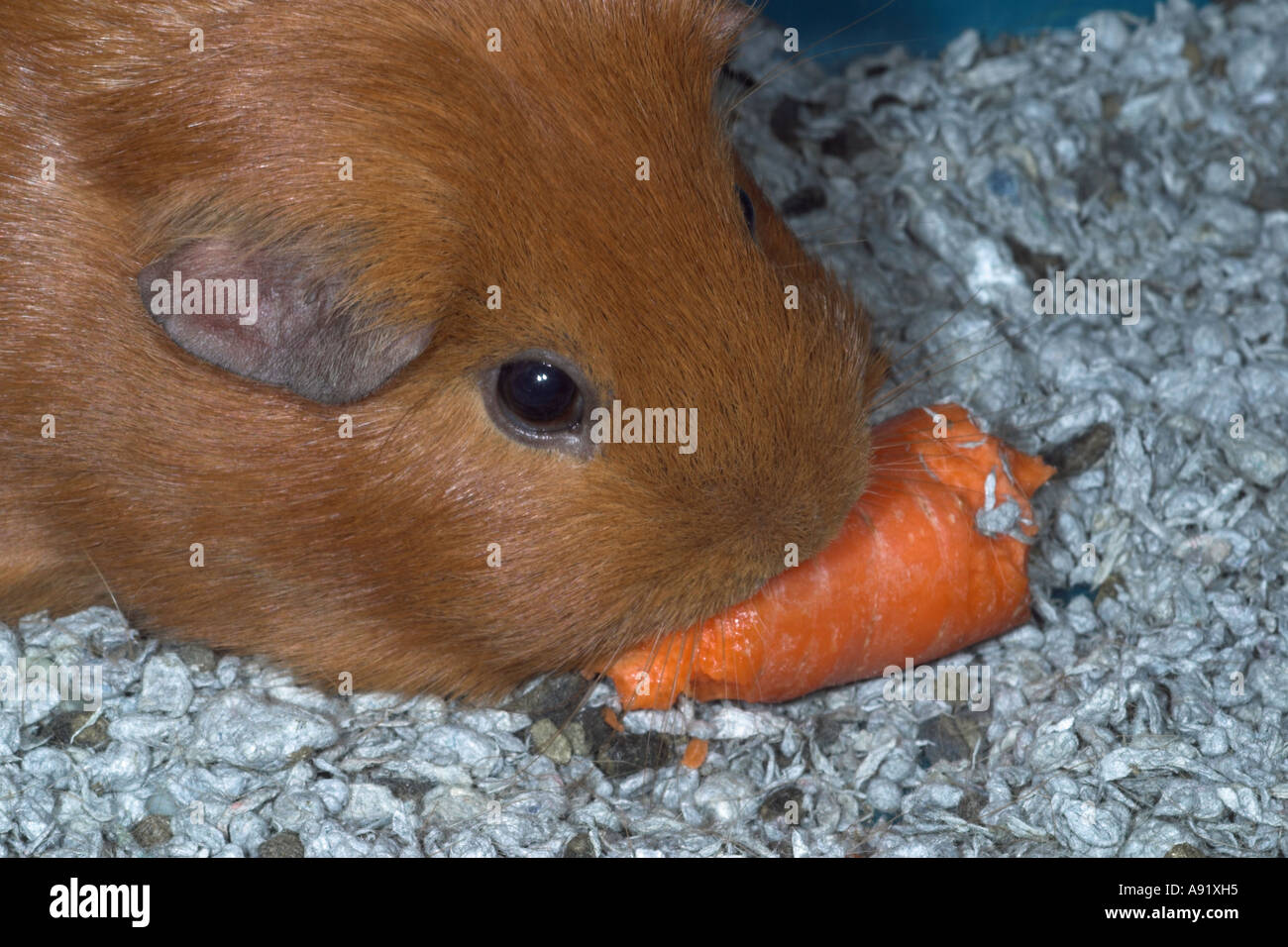 Curated visual reference: Gallery Detail: Pet Guinea Pigs Eating A Carrot Stock Photo