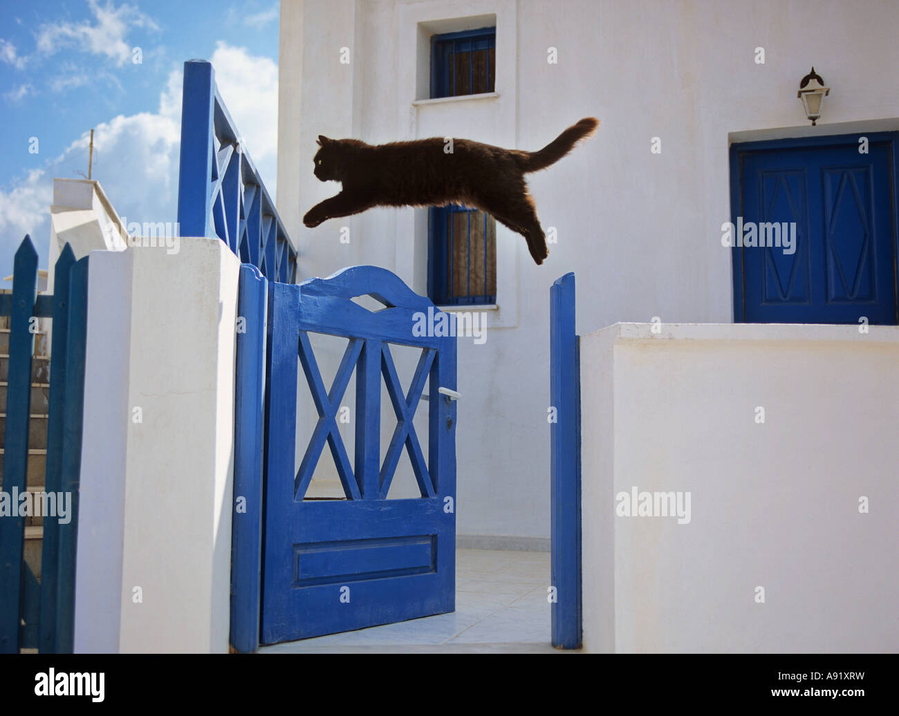 Black cat jumping over door hires stock photography and images Alamy