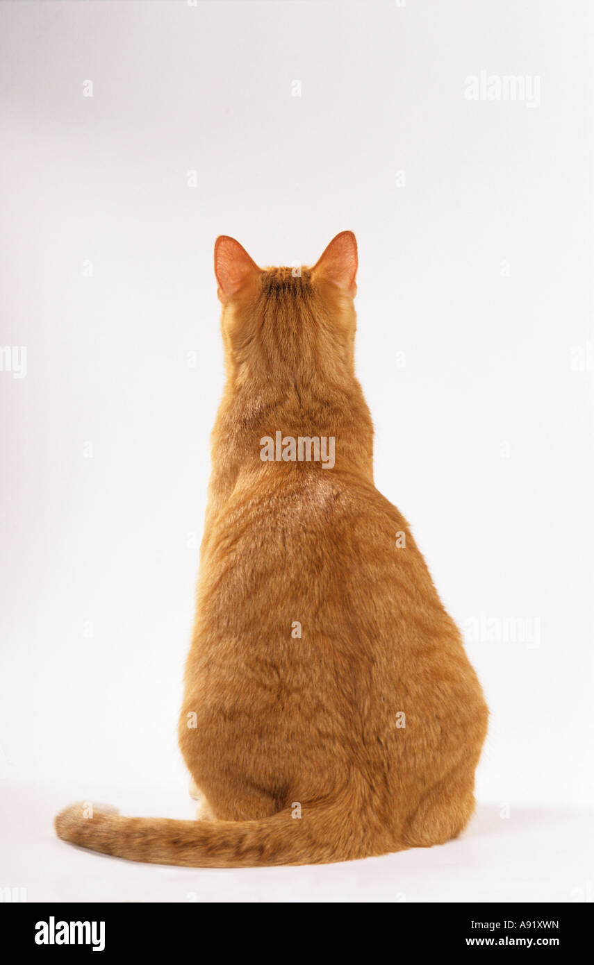 red Domestic Cat - sitting - from behind - cut out Stock Photo - Alamy