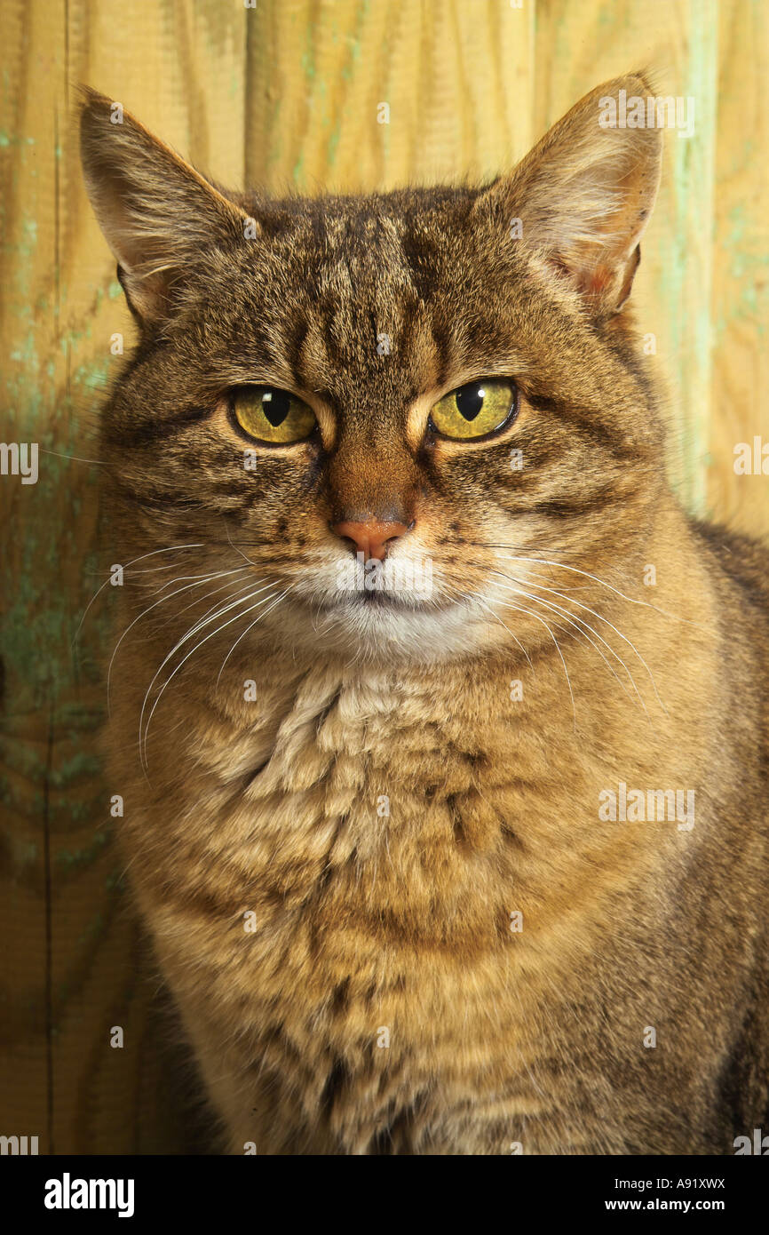 tabby domestic cat - portrait Stock Photo - Alamy