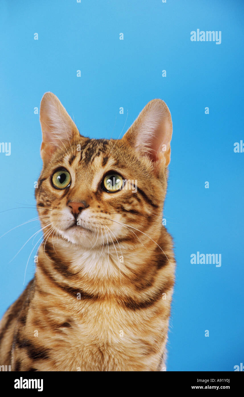 domestic cat - portrait Stock Photo - Alamy