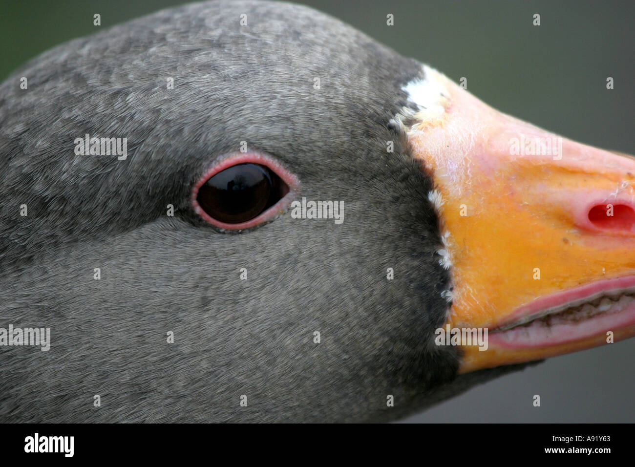 Close up of head of graylag goose Stock Photo