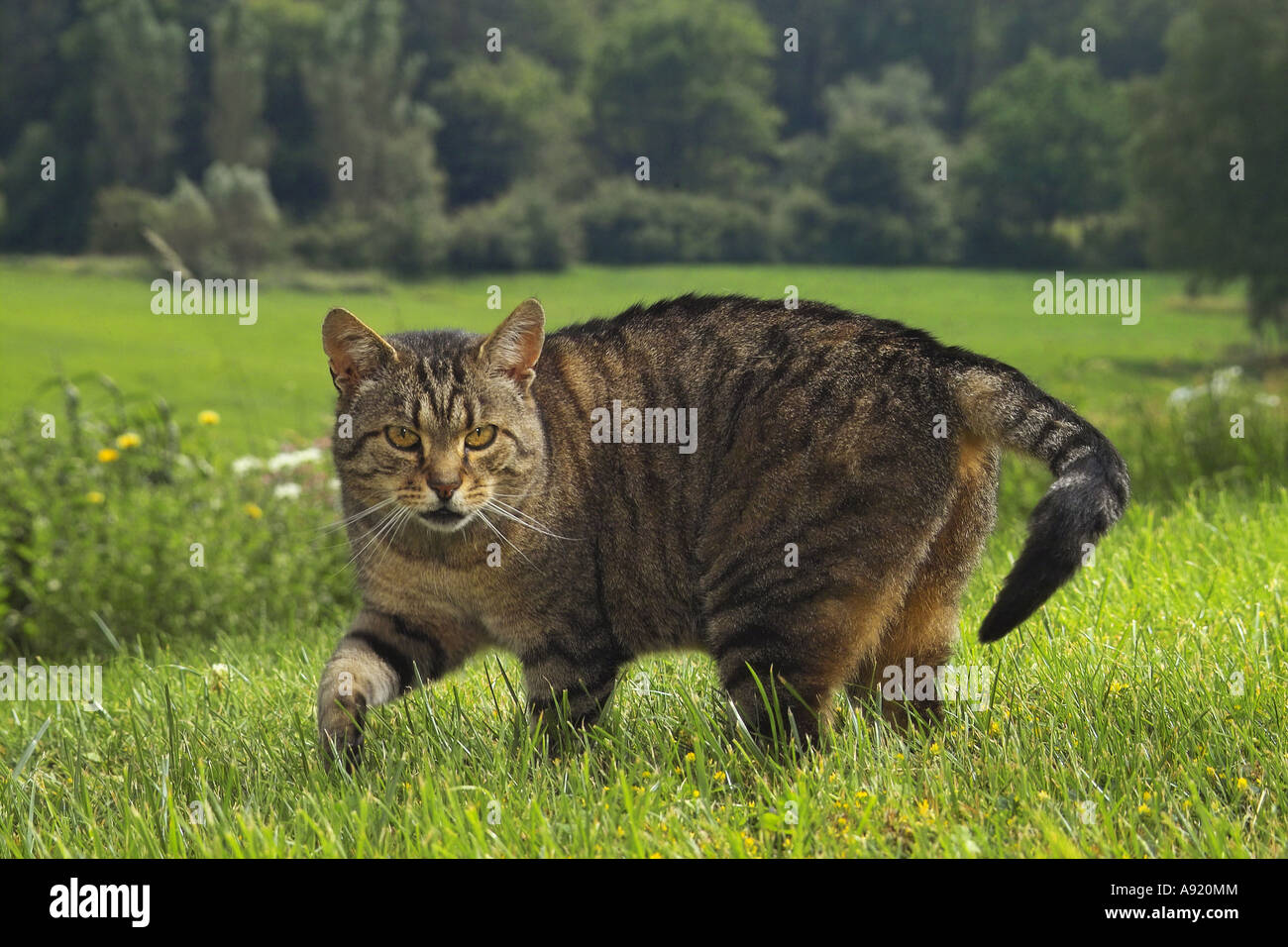 tabby domestic cat - standing on meadow Stock Photo - Alamy