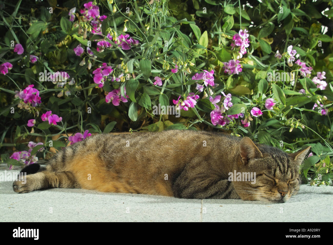 tabby domestic cat - sleeping in front of flowers Stock Photo - Alamy