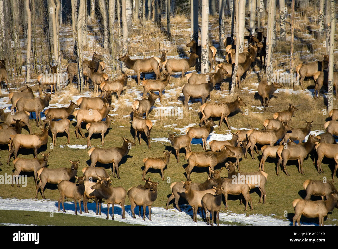 elk herd on the golf course in mountain village near telluride colorado Stock Photo Alamy