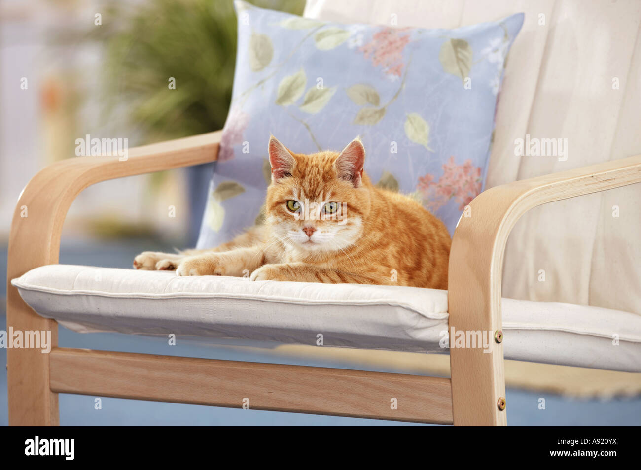 domestic cat - lying on chair Stock Photo - Alamy