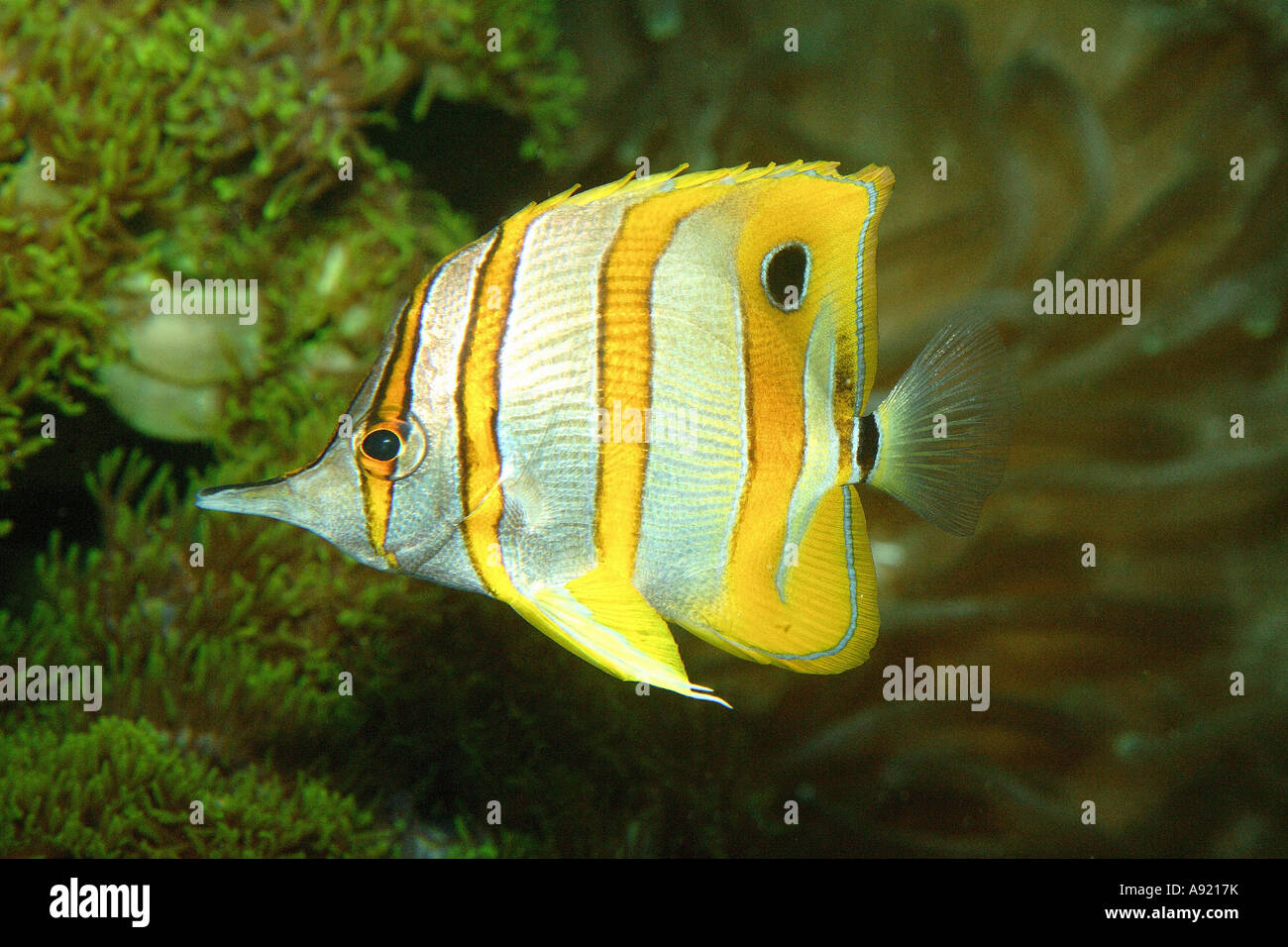 Coralfishes hi-res stock photography and images - Alamy