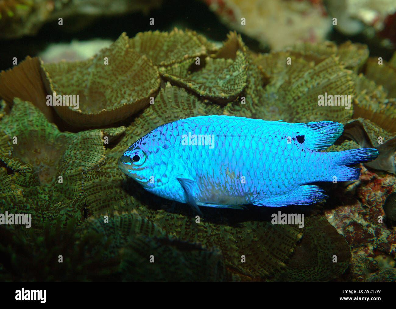 blue chromis / Chromis cyanea Stock Photo