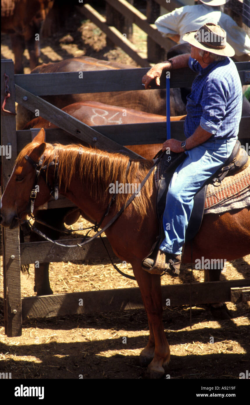cattle man Stock Photo - Alamy