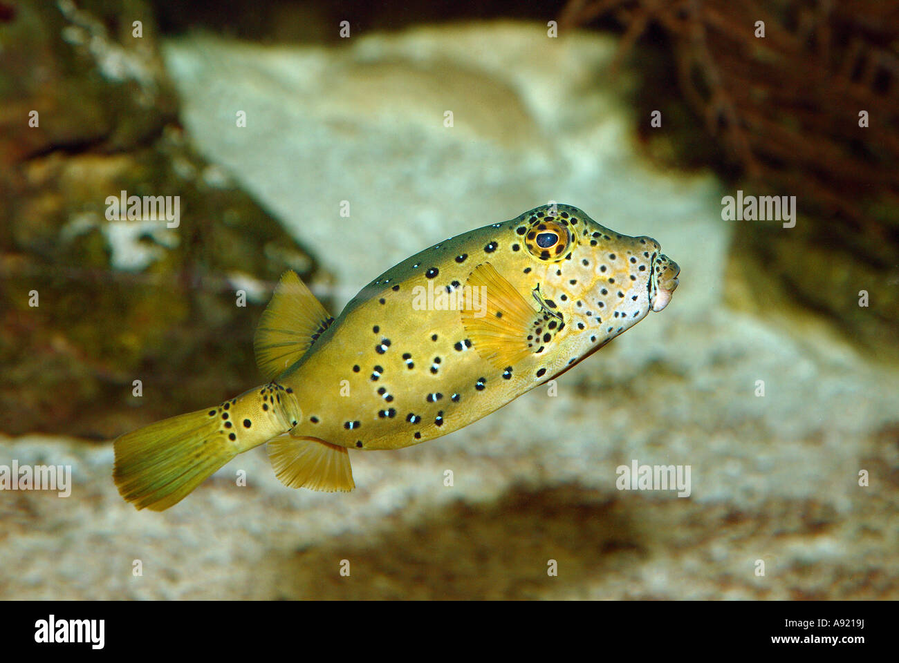 Yellow boxfish / Ostracion cubicus Stock Photo - Alamy