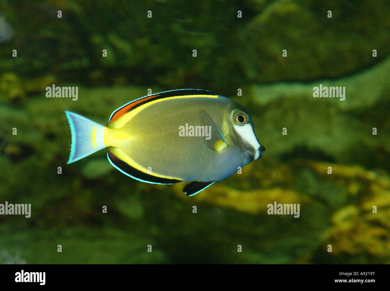 white-faced surgeonfish / Acanthurus japonicus Stock Photo