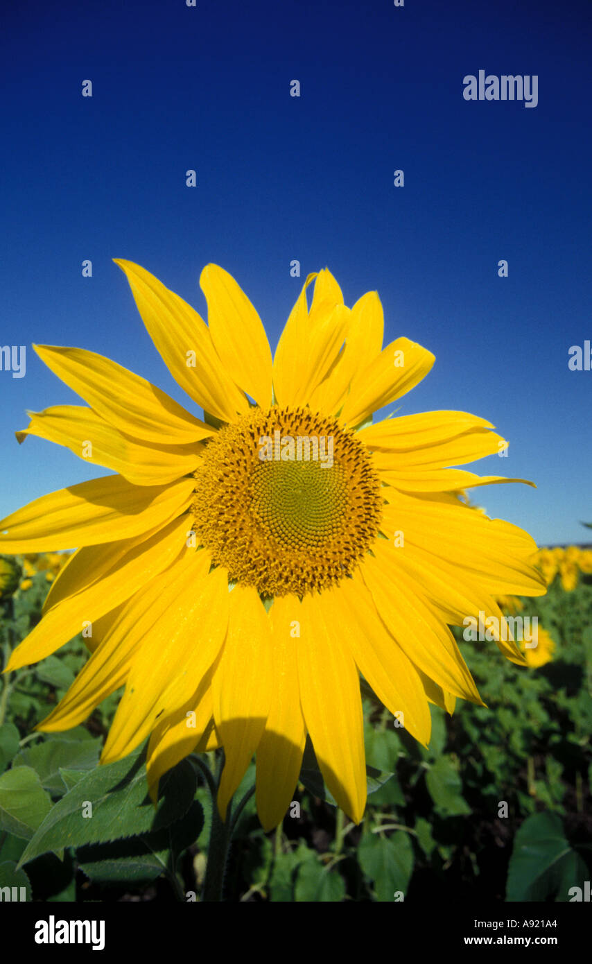 Close up bright sunflower hi-res stock photography and images - Alamy