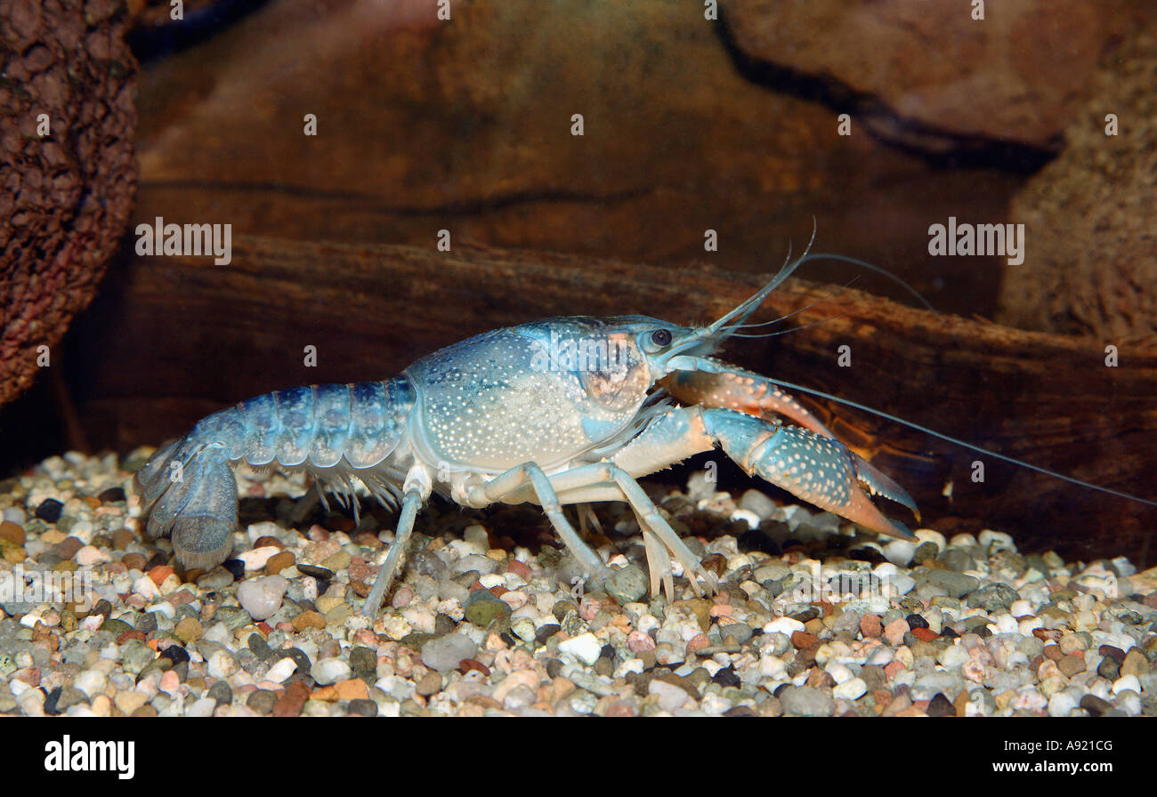 Galician Crayfish, Danube Crayfish (Astacus leptodactylus) in an aquarium. Stock Photo