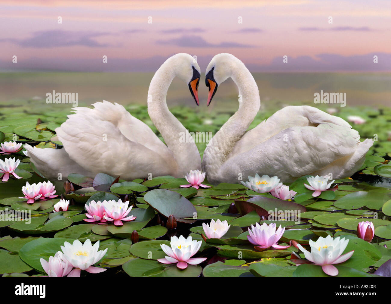 Mute Swan (Cygnus olor). Couple displaying among waterlilies, forming a heart with theiri necks Stock Photo