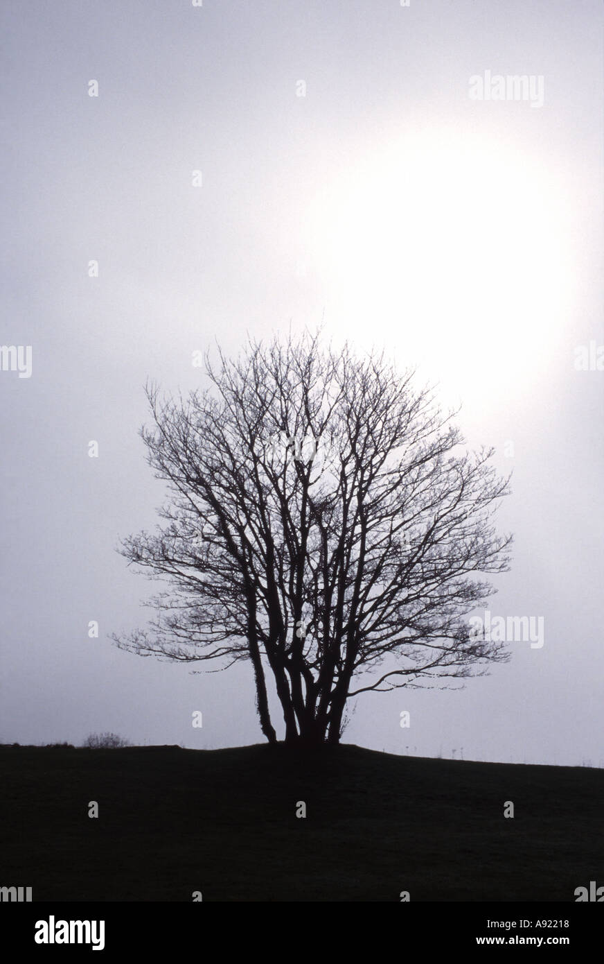 TREE SILHOUETTED AGAINST WHITE SKY UK Stock Photo - Alamy
