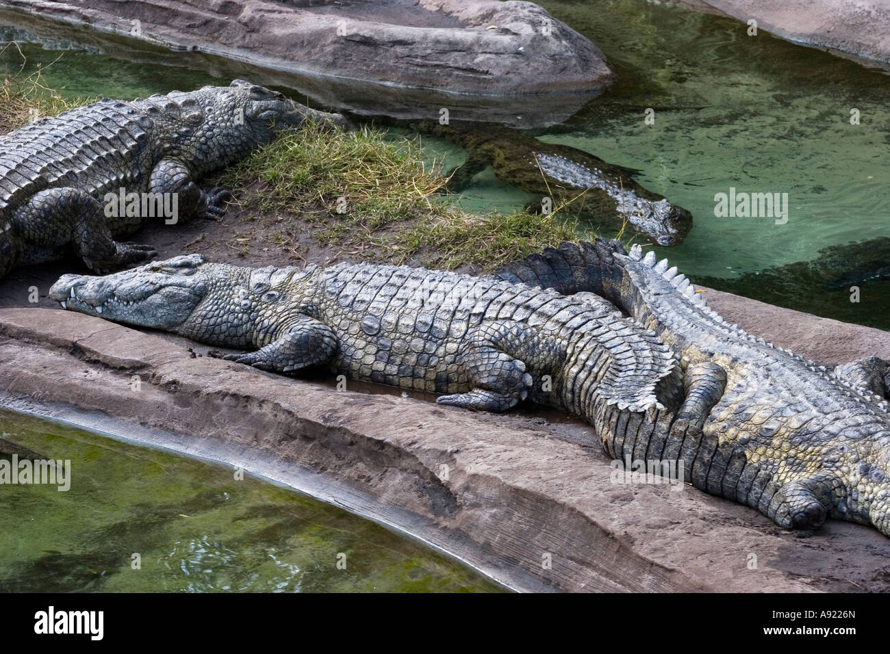 Crocodiles Stock Photo