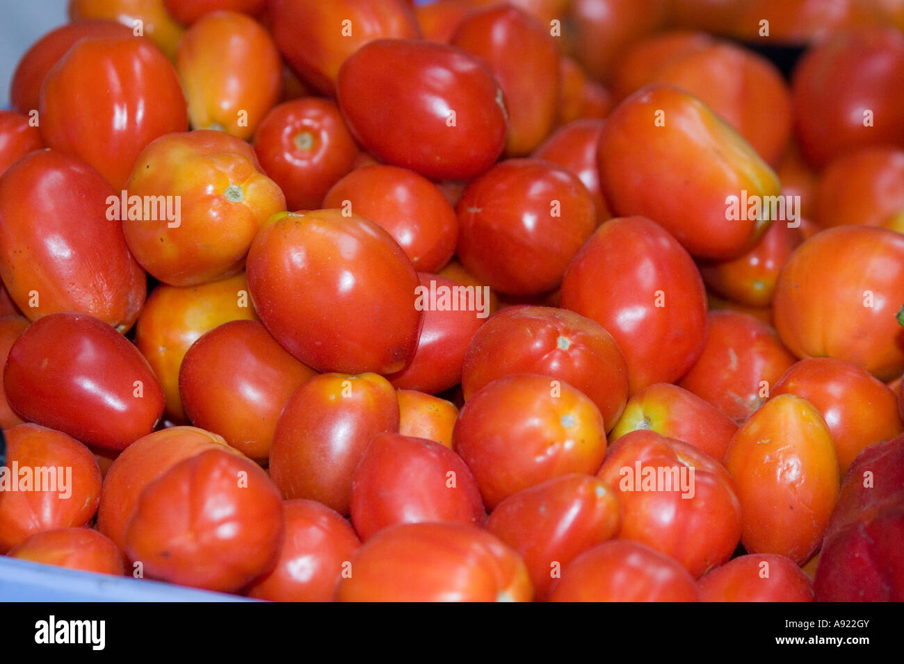 Tomatoes for sale at Panama's Municipal Market. Panama City, Republic of Panama, Central America. Stock Photo