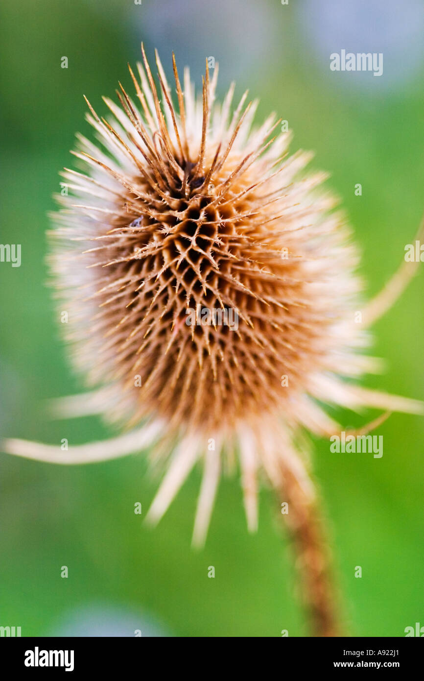 close up of teasel or Dipsacus sylvestris at the national botanic