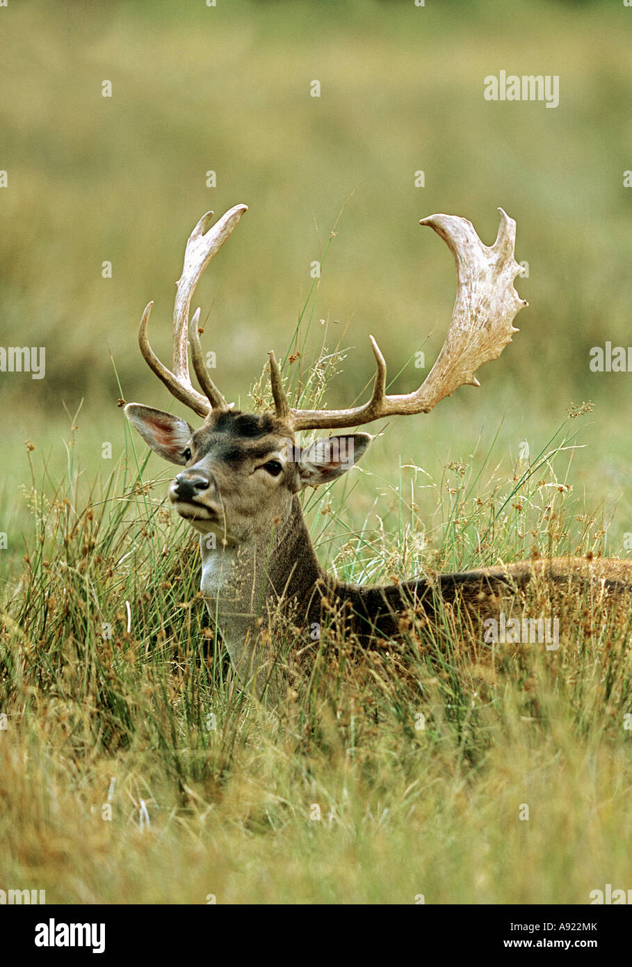 Fallow deer on meadow / Dama dama Stock Photo
