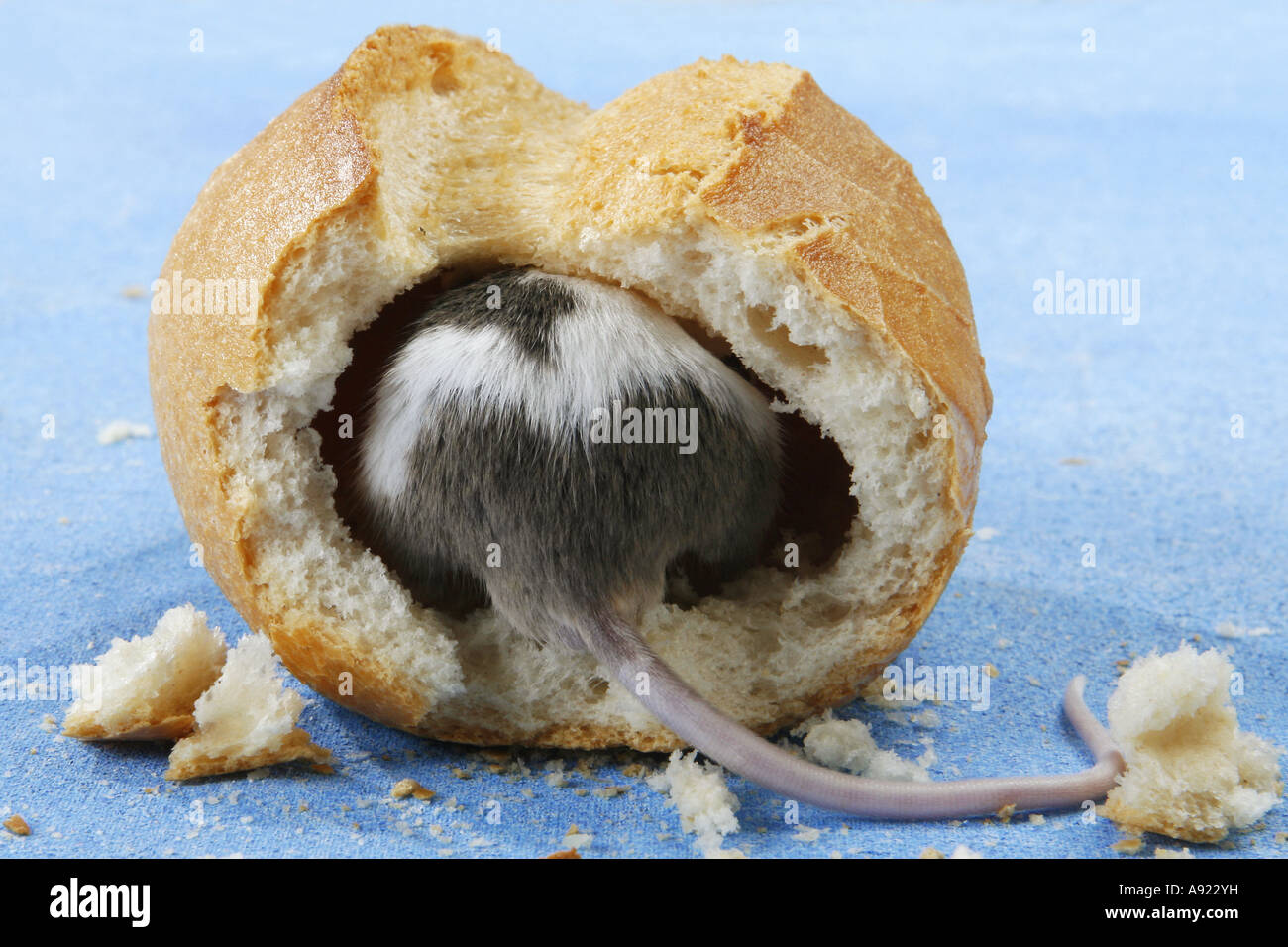 fancy mouse in bread roll Stock Photo Alamy