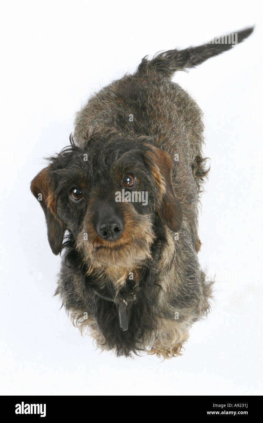 wirehaired dachshund cut out Stock Photo Alamy
