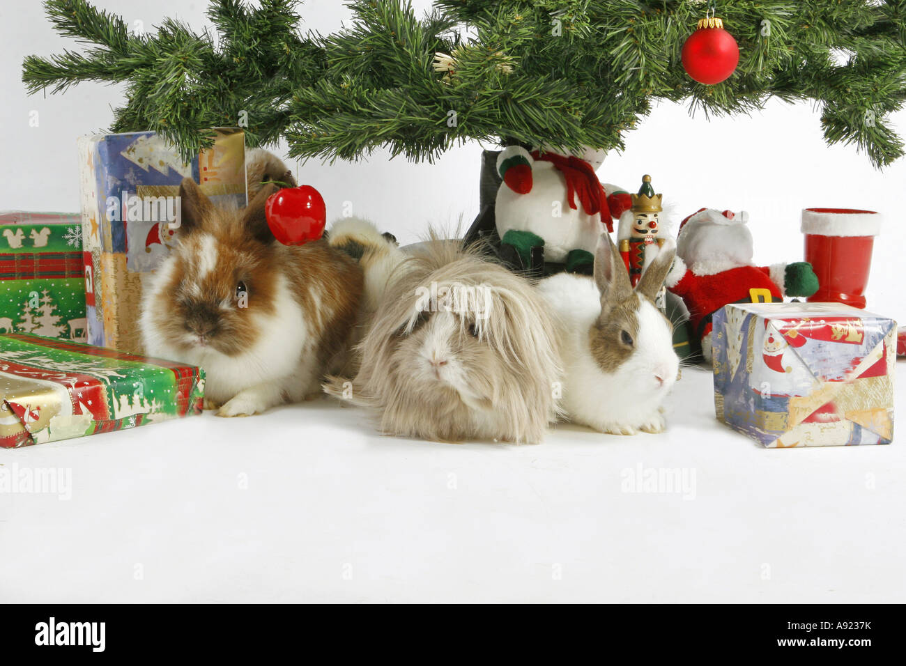 two dwarf rabbits and guinea pig under christmas tree Stock Photo Alamy