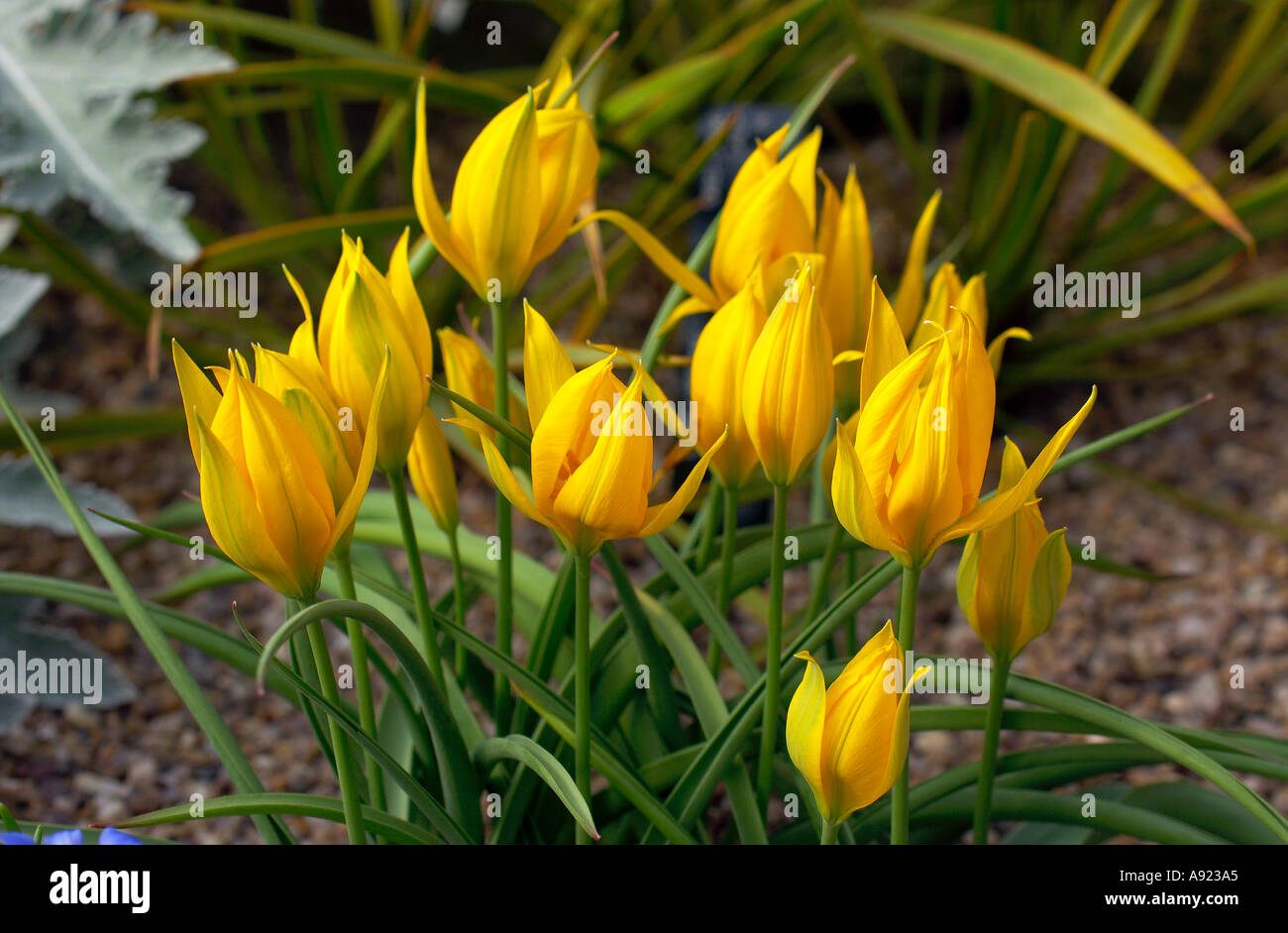 Woodland tulip sylvestris hi-res stock photography and images - Alamy