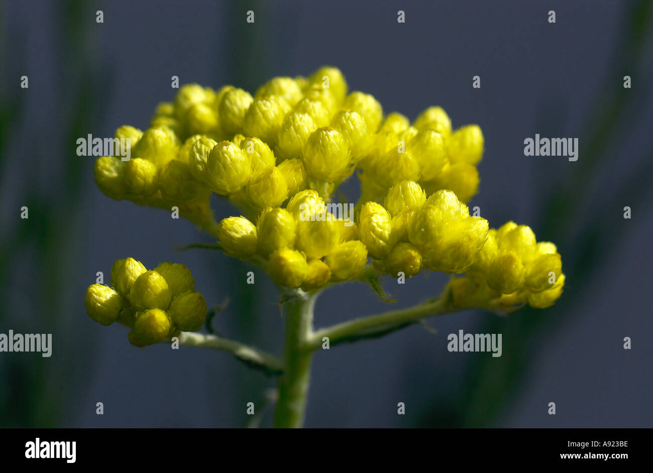 Helichrysum Orientale Compositae Stock Photo