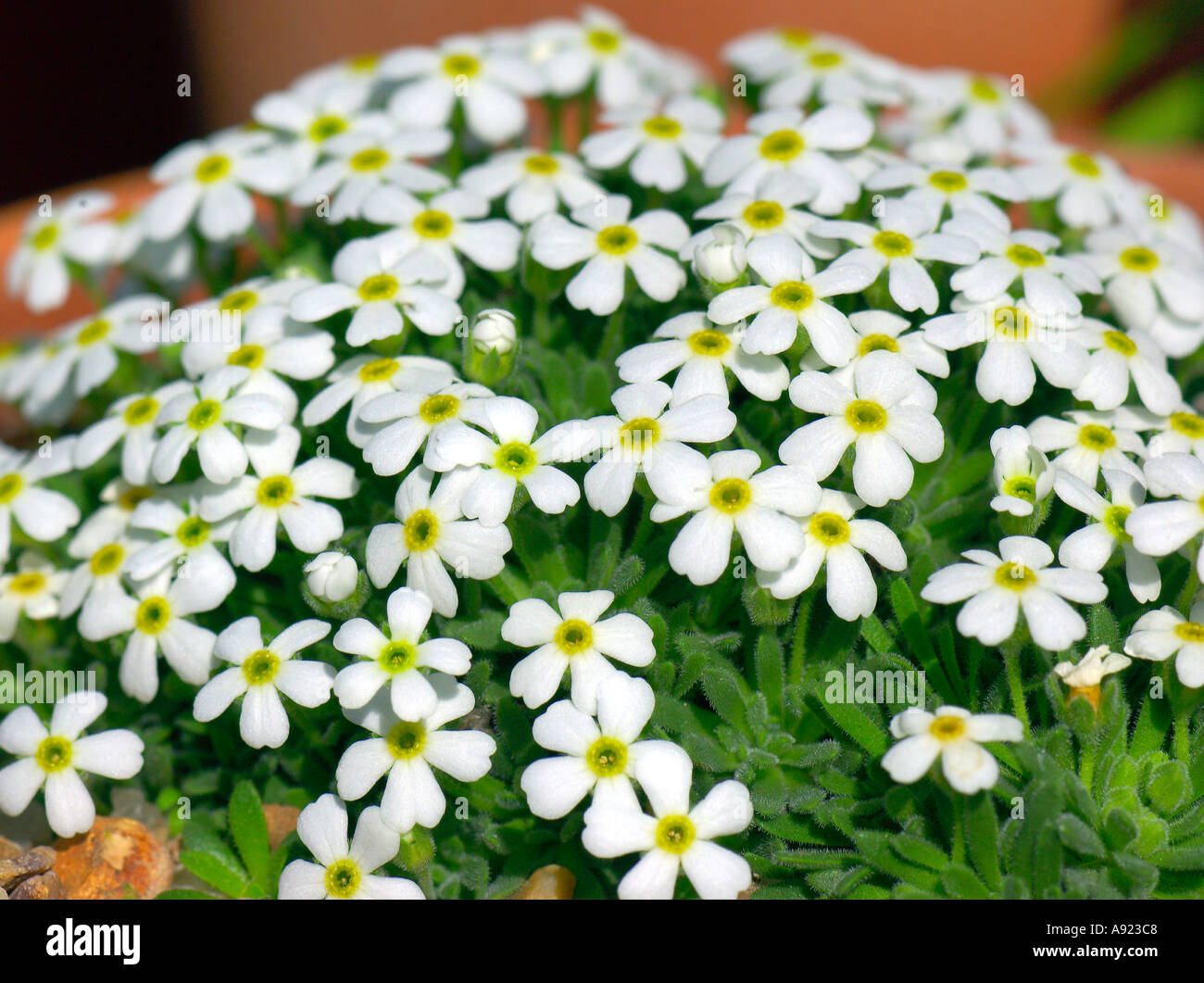efeutute panaschierung Grosse Silbrige Efeutute | Scindapsus main image 1