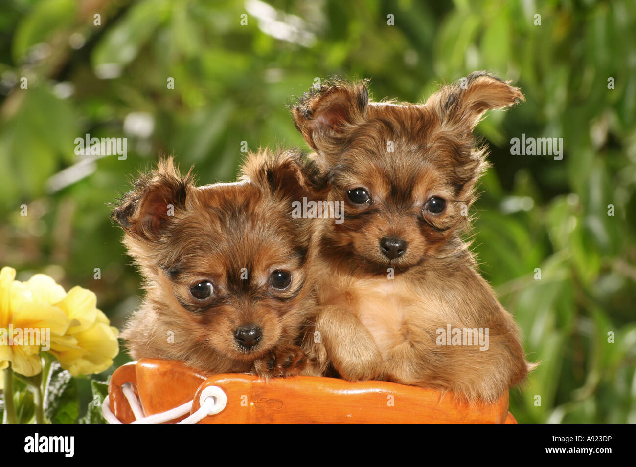russian toy puppies