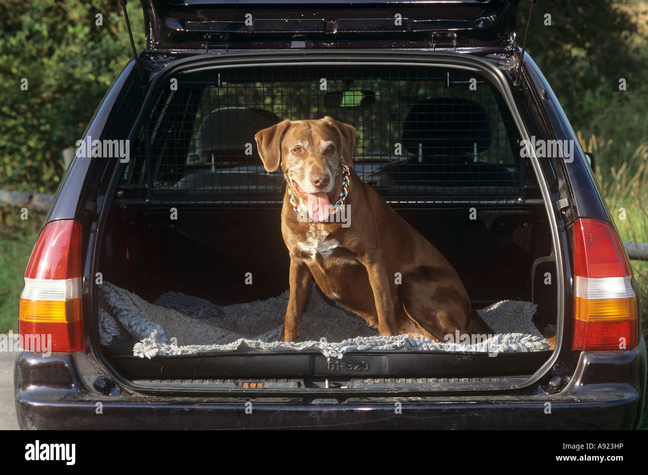 dog sitting in boot Stock Photo Alamy