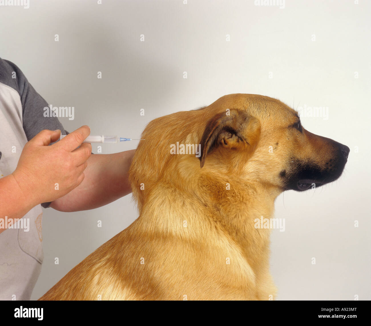 Dog getting cheap injection