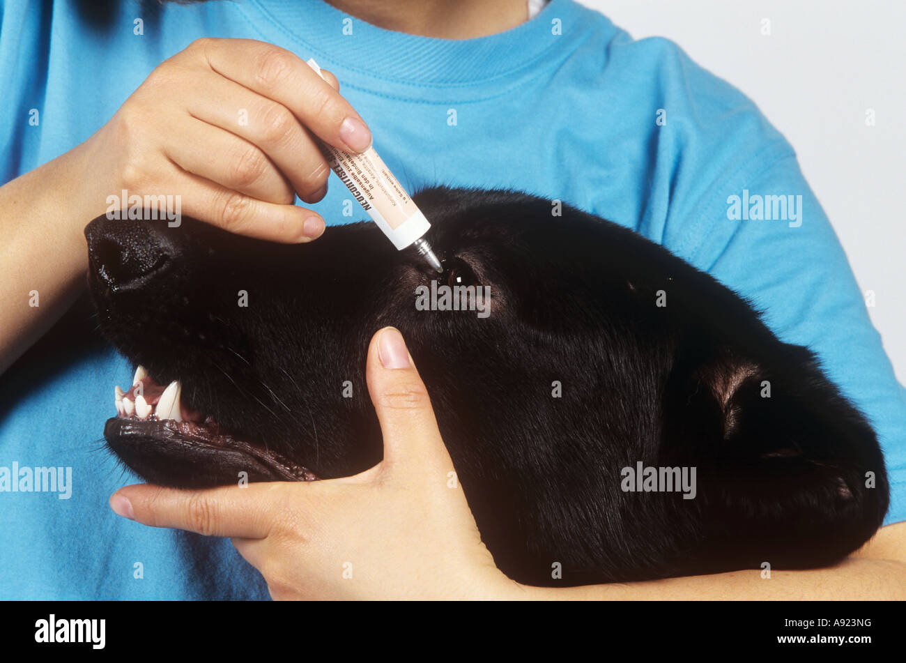 dog getting eye drops Stock Photo Alamy