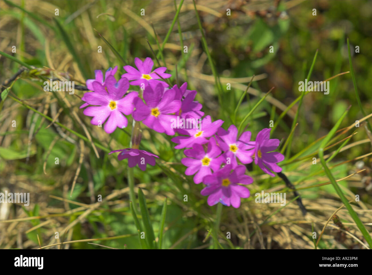 Sticky Primrose (Primula glutinosa) Switzerland Stock Photo