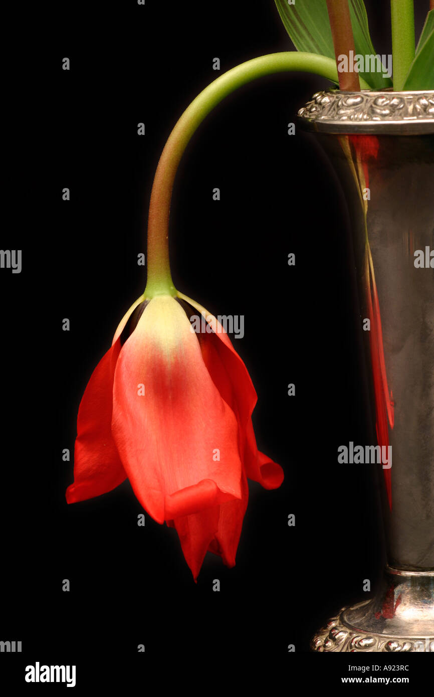 Wilting Tulip Flower Stock Photo