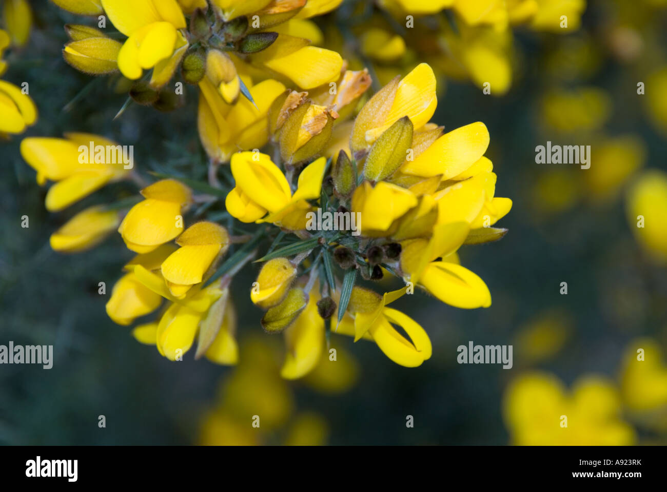 gorse bush close up Stock Photo Alamy
