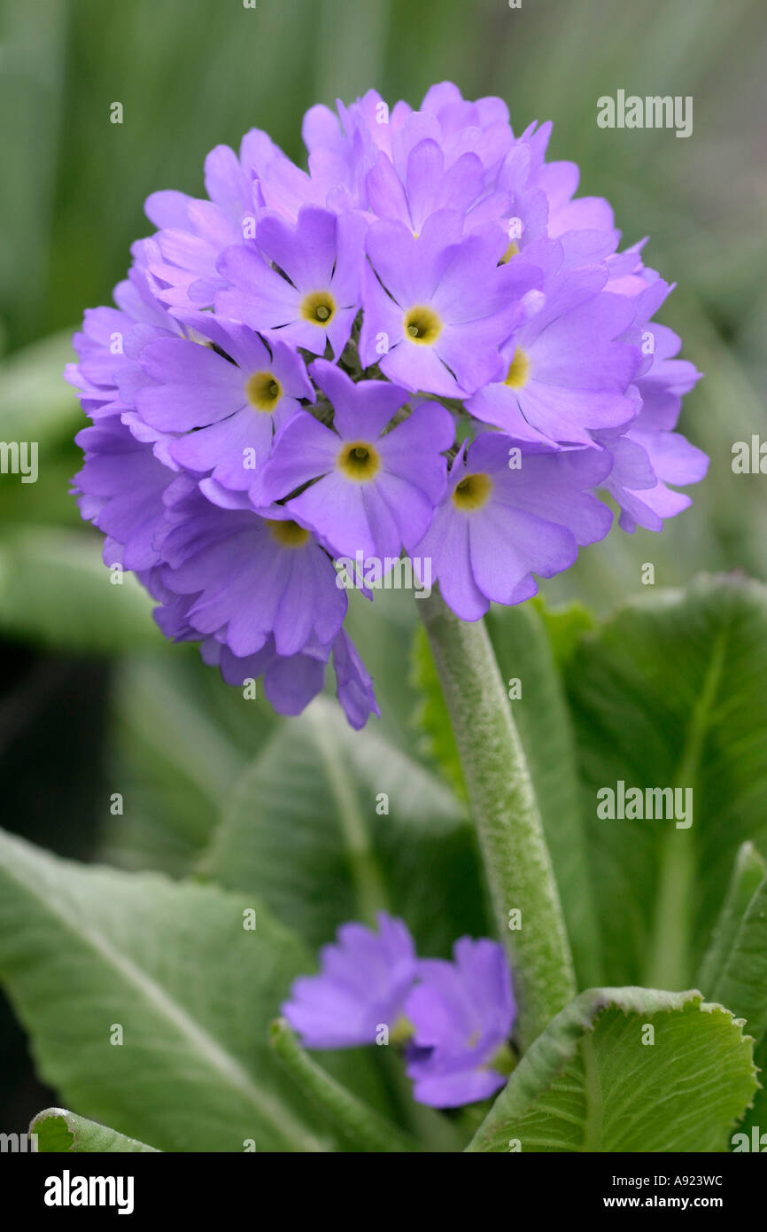 Primula Flower Stock Photo