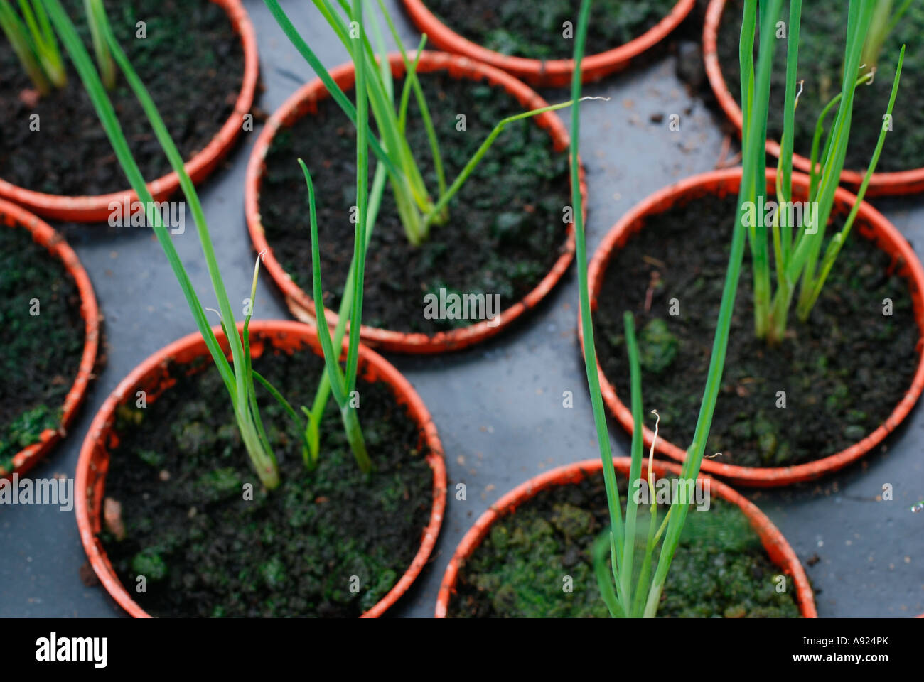 Leek seedlings Stock Photo