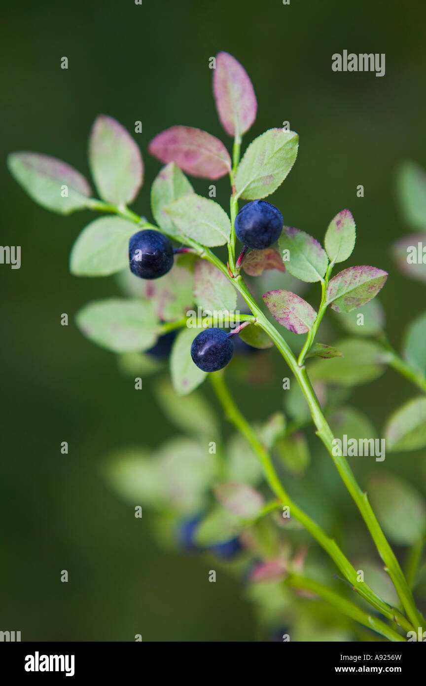blueberry plant Stock Photo