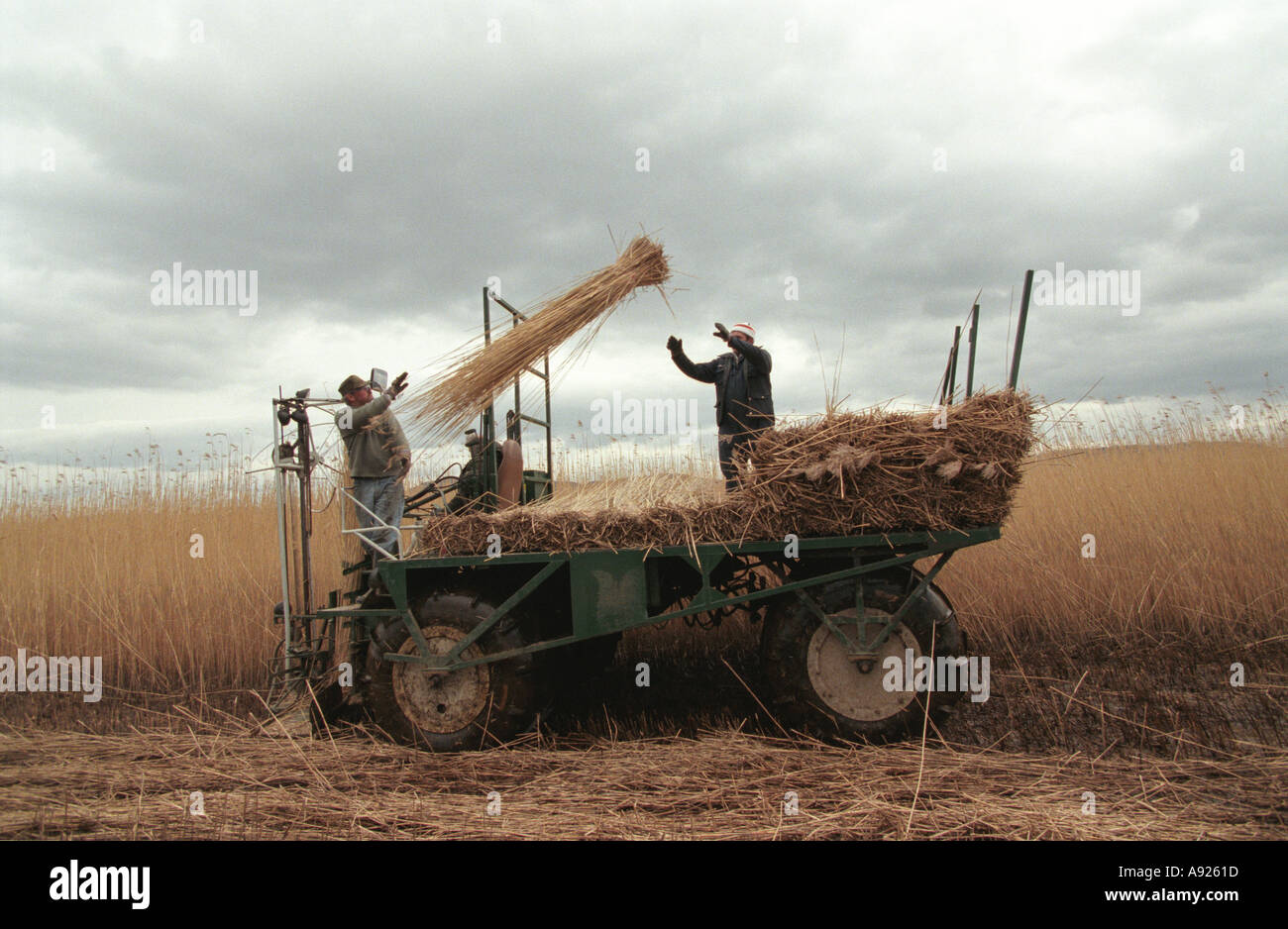Harvesting Reed Beds on the River Tay near Dundee Scotland The Reeds